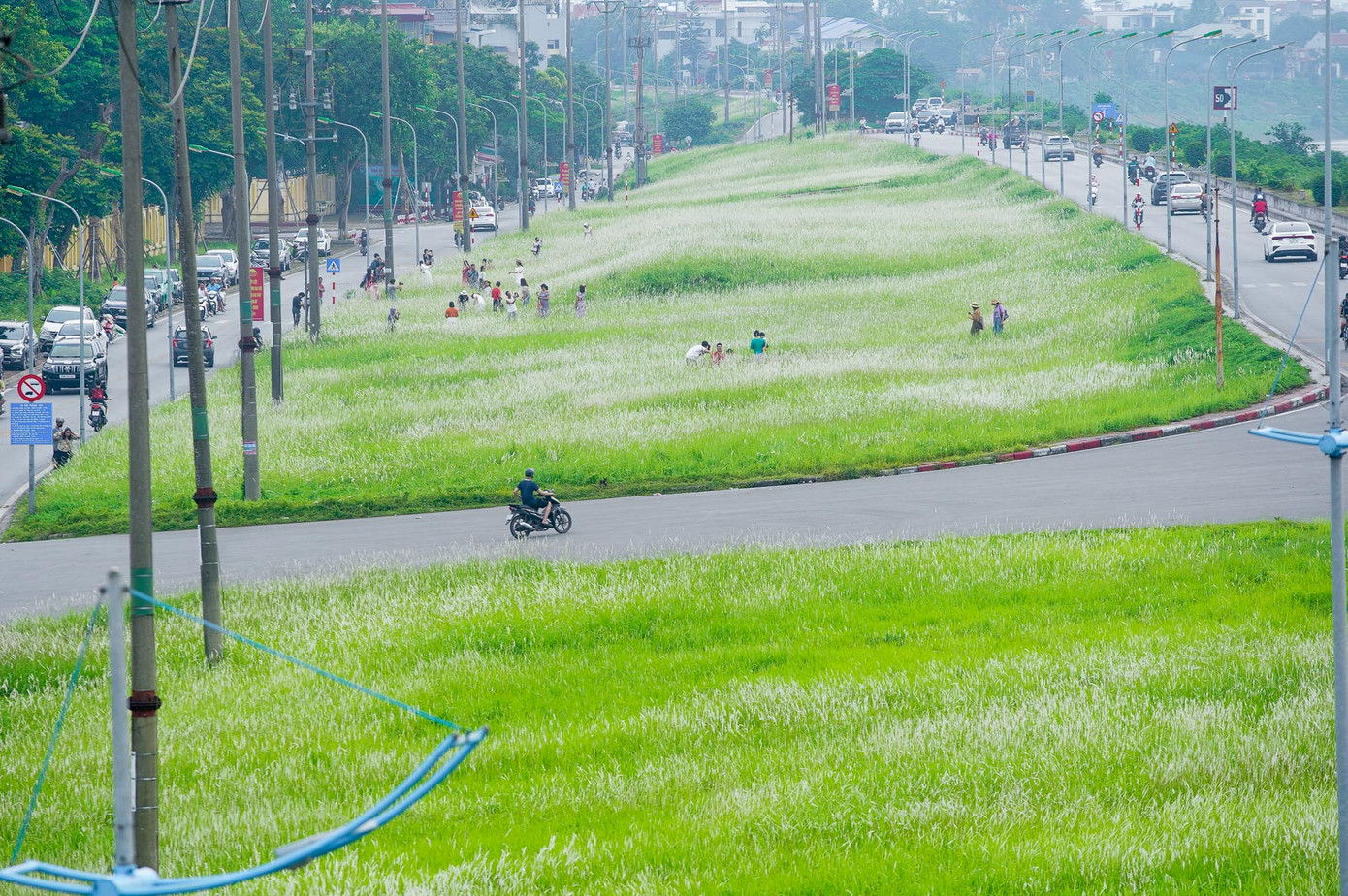 Ghi nhận của PV, bãi cỏ lau dài khoảng 1km trên đường đê Ngọc Thụy (quận Long Biên, Hà Nội) đang nở trắng muốt, tạo một khung cảnh thiên nhiên tuyệt đẹp, thu hút người dân và du khách đến chiêm ngưỡng và chụp ảnh.