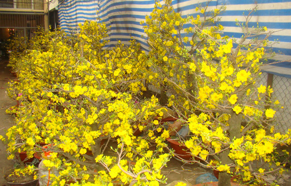 Mai vàng miền nam góp thêm hương vị cho Tết Thủ đô.