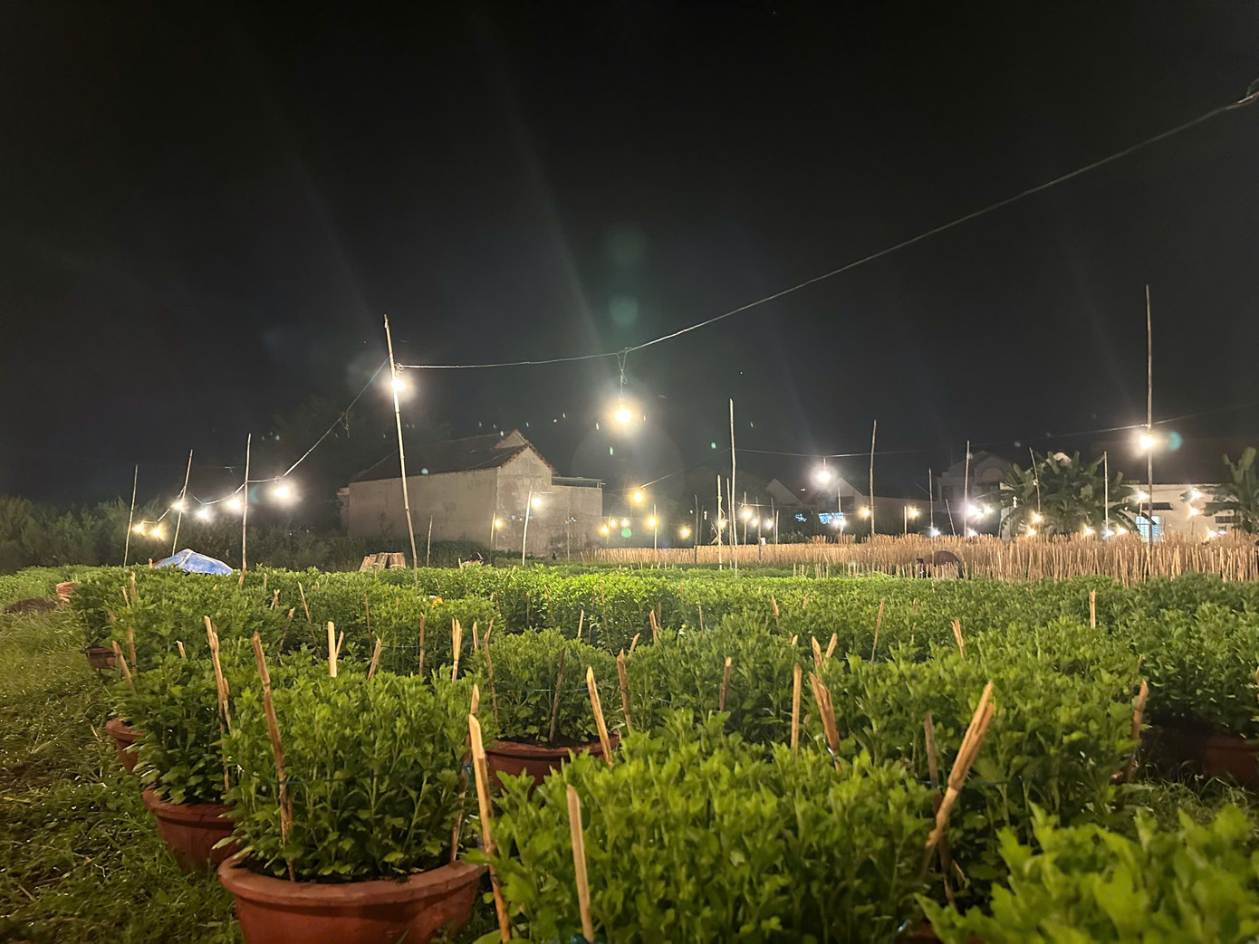 Người dân dùng đèn để chiếu sáng cho hoa vào ban đêm để hoa phát triển tốt.