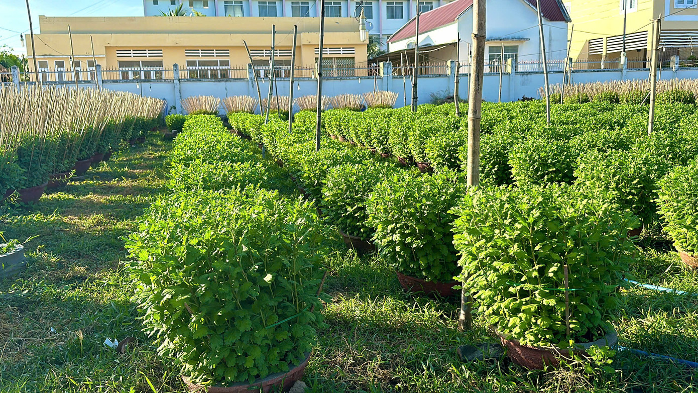 Để đảm bảo cho vườn hoa đẹp, ngoài việc xuống giống đúng thời vụ, hộ trồng hoa còn phải cẩn thận lựa chọn những cây giống khỏe mạnh để trồng, chăm sóc kỹ lưỡng.