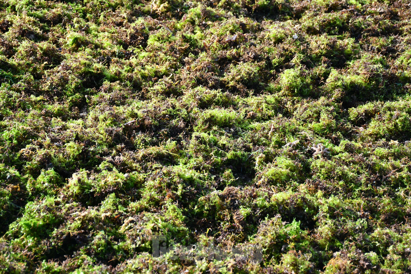 Trong rau câu là loại đường có hàm lượng calo thấp, giúp nuôi dưỡng các vi khuẩn có lợi cho ruột, làm cho thức ăn tiêu hoá nhanh và sớm loại bỏ các các chất cặn bã lưu lại trong ruột giúp ruột trở nên sạch sẽ, tăng khả năng hấp thụ canxi. Trong rau câu là loại đường có hàm lượng calo thấp, giúp nuôi dưỡng các vi khuẩn có lợi cho ruột, làm cho thức ăn tiêu hoá nhanh và sớm loại bỏ các các chất cặn bã lưu lại trong ruột giúp ruột trở nên sạch sẽ, tăng khả năng hấp thụ canxi.
