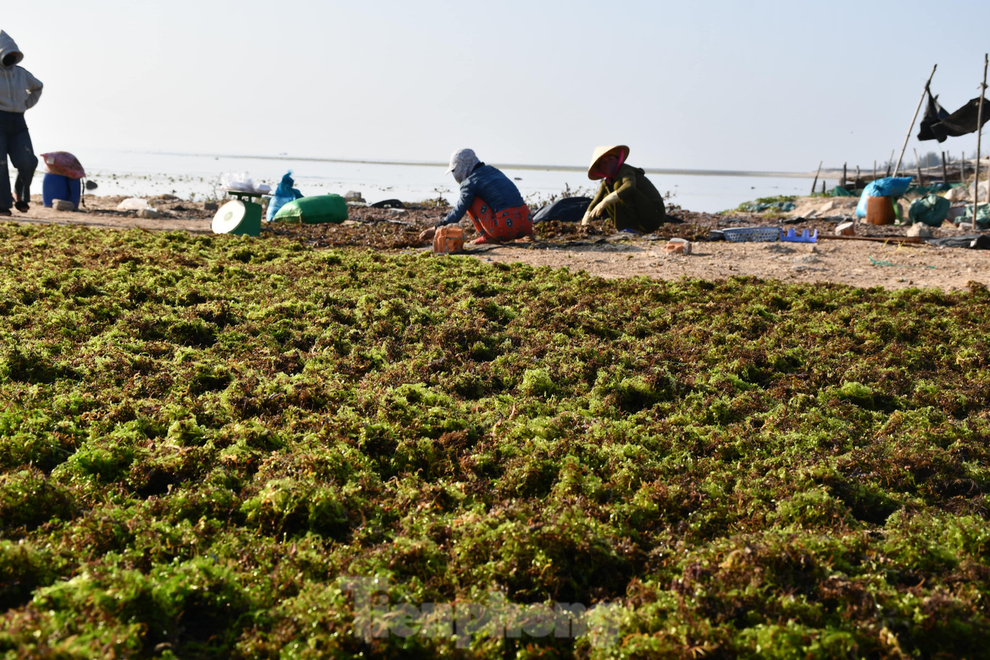 Thời tiết càng nắng gắt thì việc thu hoạch càng thuận lợi hơn. Rau câu khi khô được tập hợp để đóng bao chờ thương lái đến thu mua. Thời tiết càng nắng gắt thì việc thu hoạch càng thuận lợi hơn. Rau câu khi khô được tập hợp để đóng bao chờ thương lái đến thu mua.