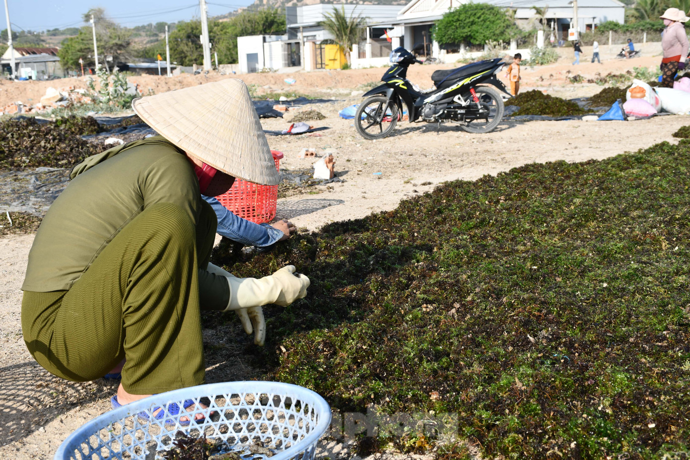 Chị Nguyễn Thị Đào phấn khởi phơi khô rau câu trước khi bán. Chị Nguyễn Thị Đào phấn khởi phơi khô rau câu trước khi bán.
