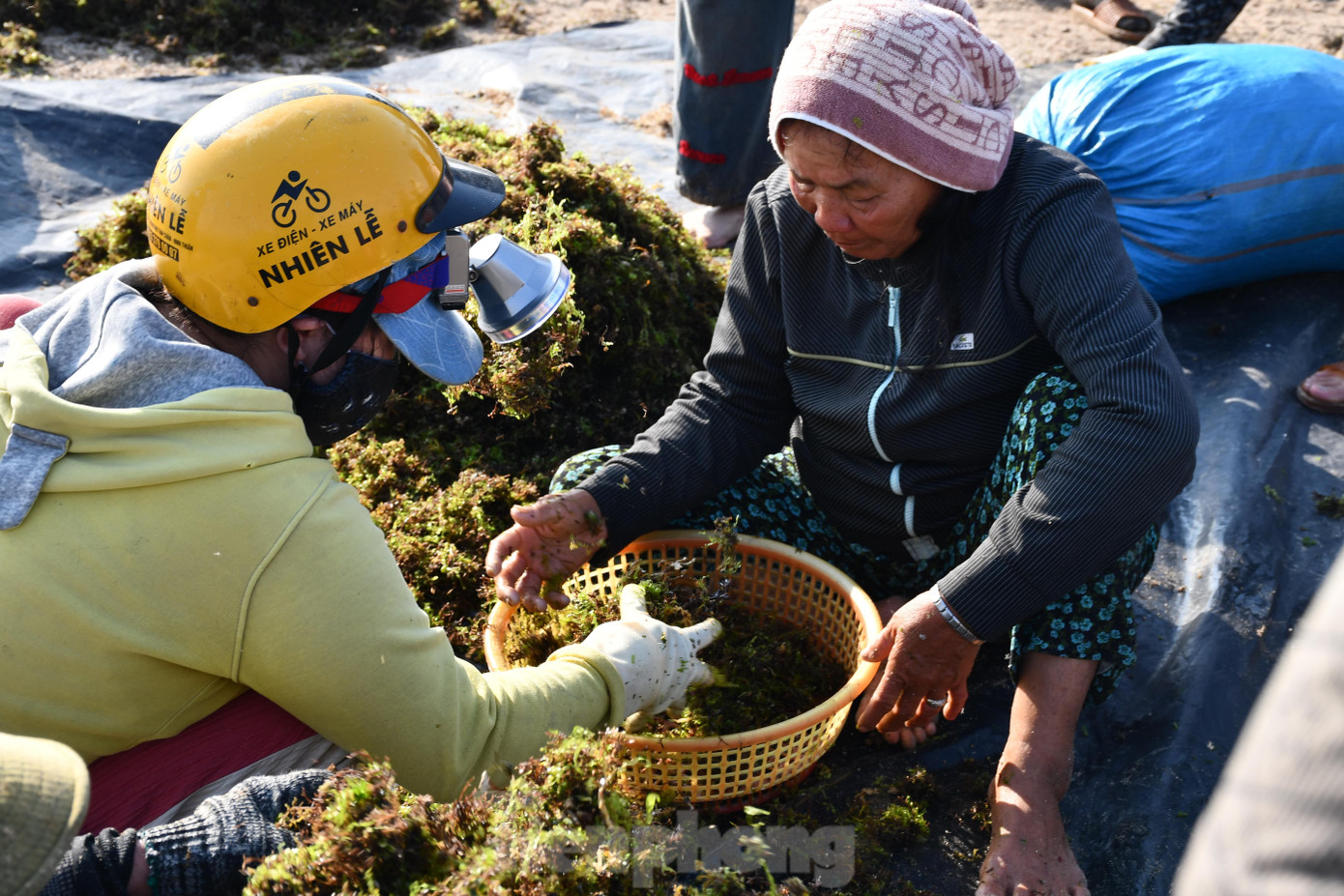 Sau khi phơi khô một ngày trên bãi biển, người dân bán lại cho thương lái với giá từ 8.000 - 10.000 đồng/kg. Sau khi phơi khô một ngày trên bãi biển, người dân bán lại cho thương lái với giá từ 8.000 - 10.000 đồng/kg.