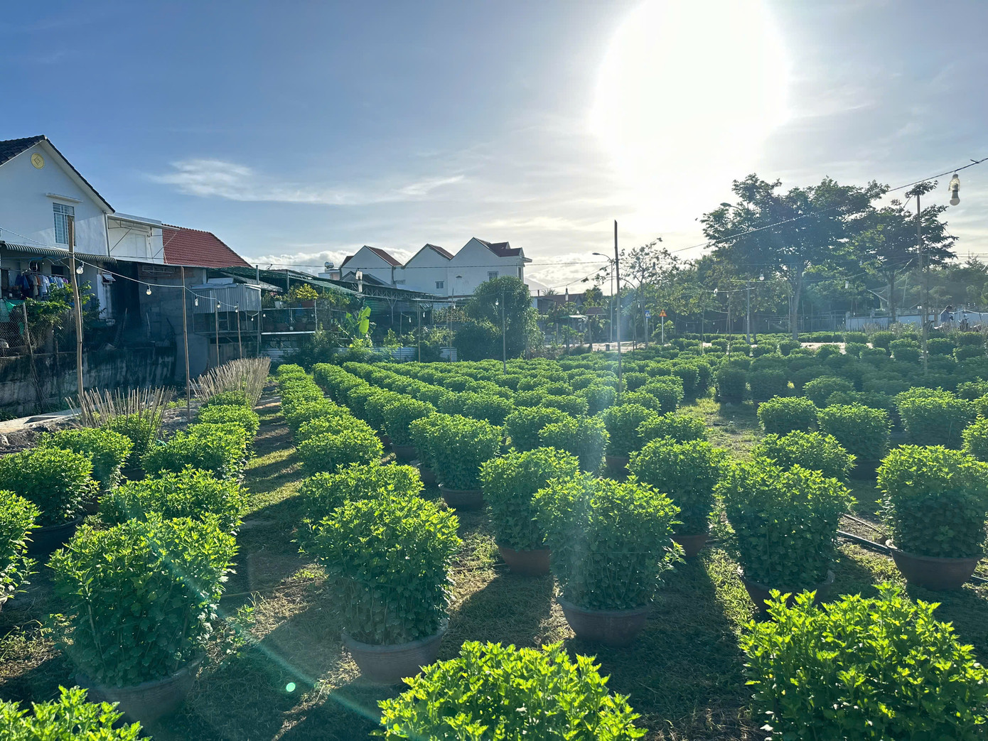 Được biết thêm, vụ hoa cúc Tết năm nay có gần 100 hộ trồng hoa cúc với số lượng hơn 35.000 chậu. Hoa cúc ở đây chủ yếu giống pha lê và đại đóa.