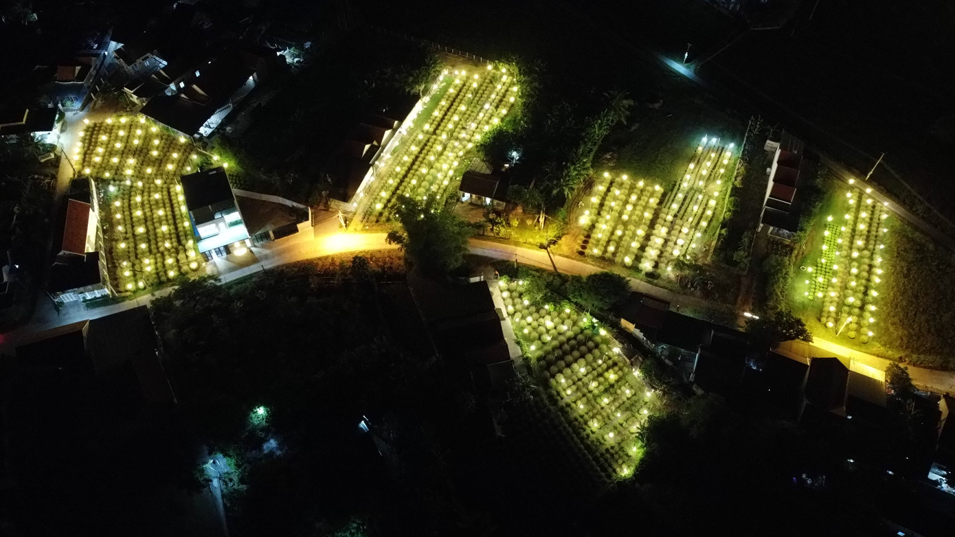 Theo người trồng hoa, thời gian xuống giống hoa từ giữa tháng 9 Âm lịch và dự kiến sẽ thu hoạch vào cuối tháng 12 Âm lịch.