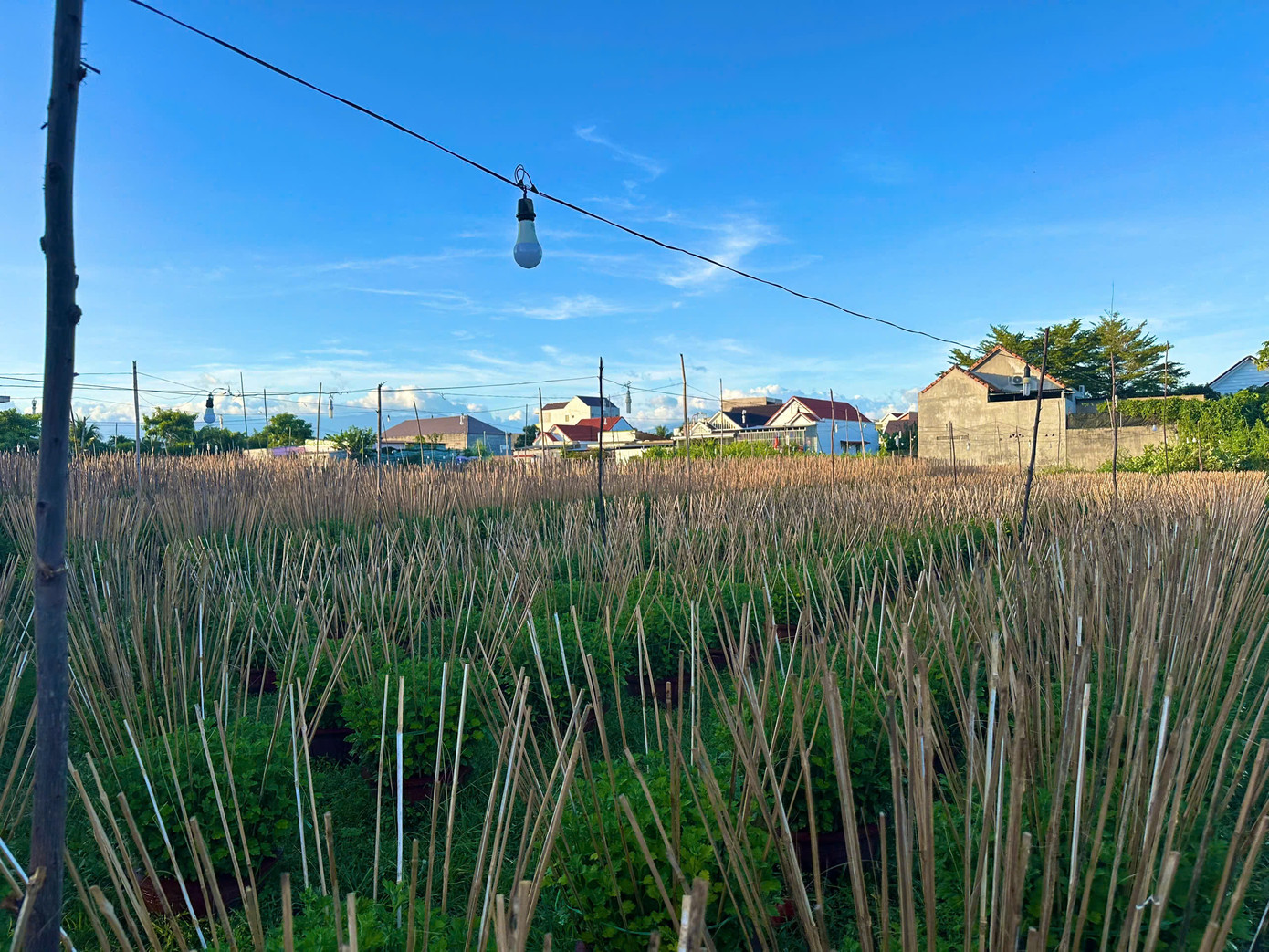 Hoa cúc Phong Phú 2 có màu tươi sáng, bông to, lá xanh và dày từ lâu đã được thị trường ưu chuộng. Năm 2016, làng nghề trồng hoa cúc Phong Phú 2 được UBND tỉnh Khánh Hòa công nhận là làng nghề truyền thống.