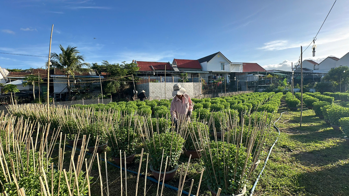 Gia đình ông Quốc đã đầu tư nhân công, cùng với hệ thống đèn chiếu sáng để giúp hoa nở phát triển tốt.