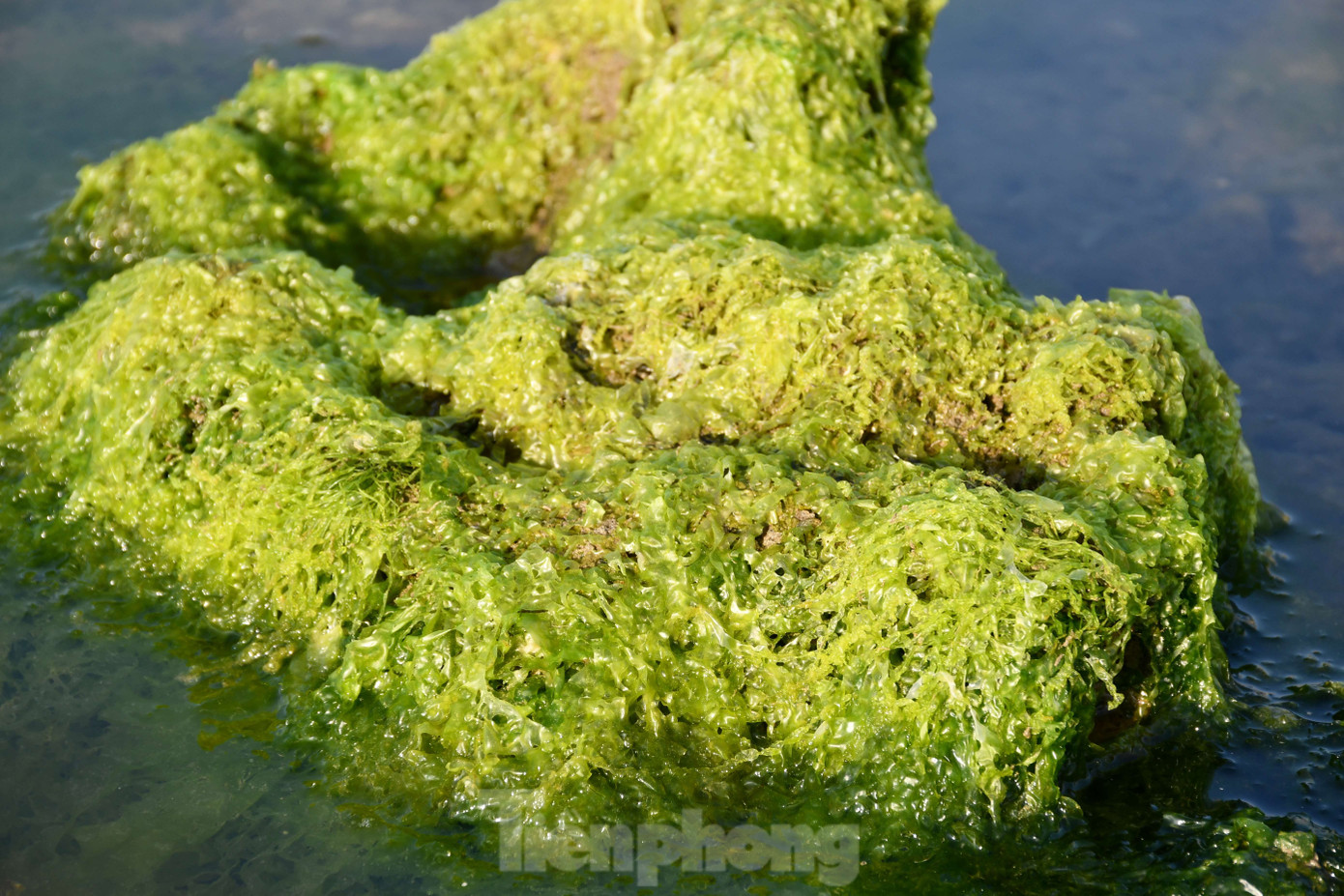 Thủy triều xuống sâu nhất làm lộ rõ những mảng đá san hô phủ đầy rong rêu trải dài xanh biếc. Ngoài ra, dưới những phiến đá vôi là vô số những thực vật, sinh vật biển sinh sống tạo nên khung cảnh bình yên hiếm nơi nào có được.