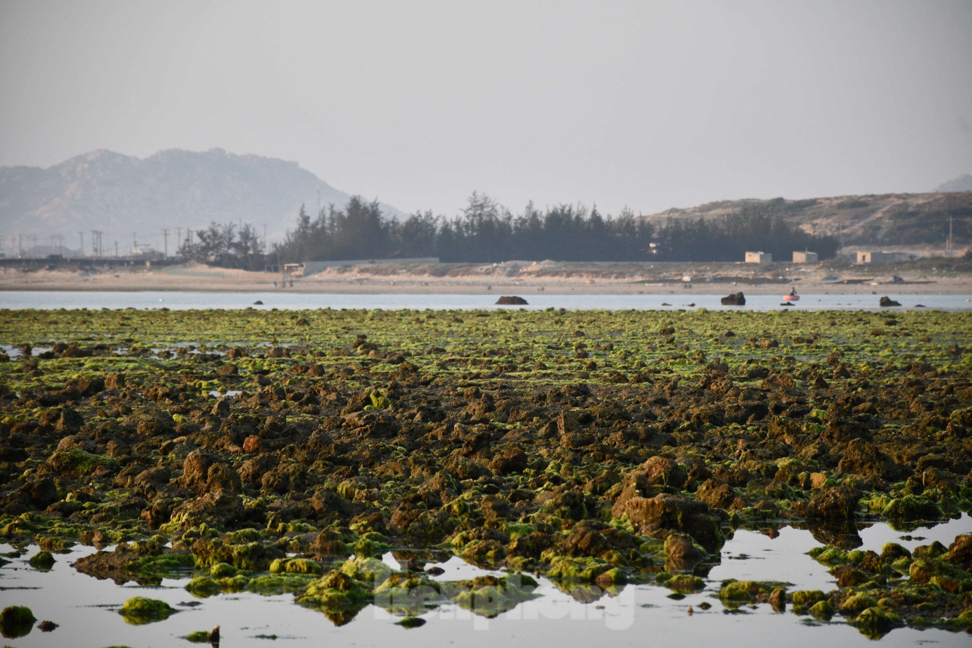 Theo người dân địa phương, bãi rêu xanh chỉ xuất hiện đầy đủ từ 5h-9h và 16h-18h hằng ngày. Thời điểm đẹp nhất để chiêm ngưỡng cánh đồng rêu biển này là bắt đầu từ tháng 3 đến tháng 6 trong năm.