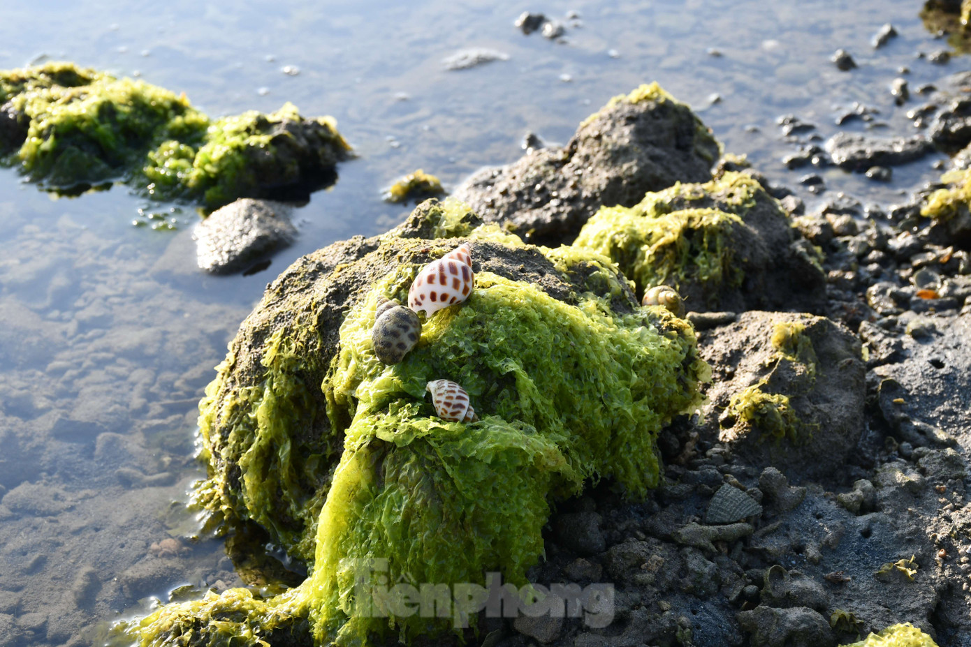 Thủy triều xuống sâu nhất làm lộ rõ những mảng đá san hô phủ đầy rong rêu trải dài xanh biếc. Ngoài ra, dưới những phiến đá vôi là vô số những thực vật, sinh vật biển sinh sống tạo nên khung cảnh bình yên hiếm nơi nào có được.