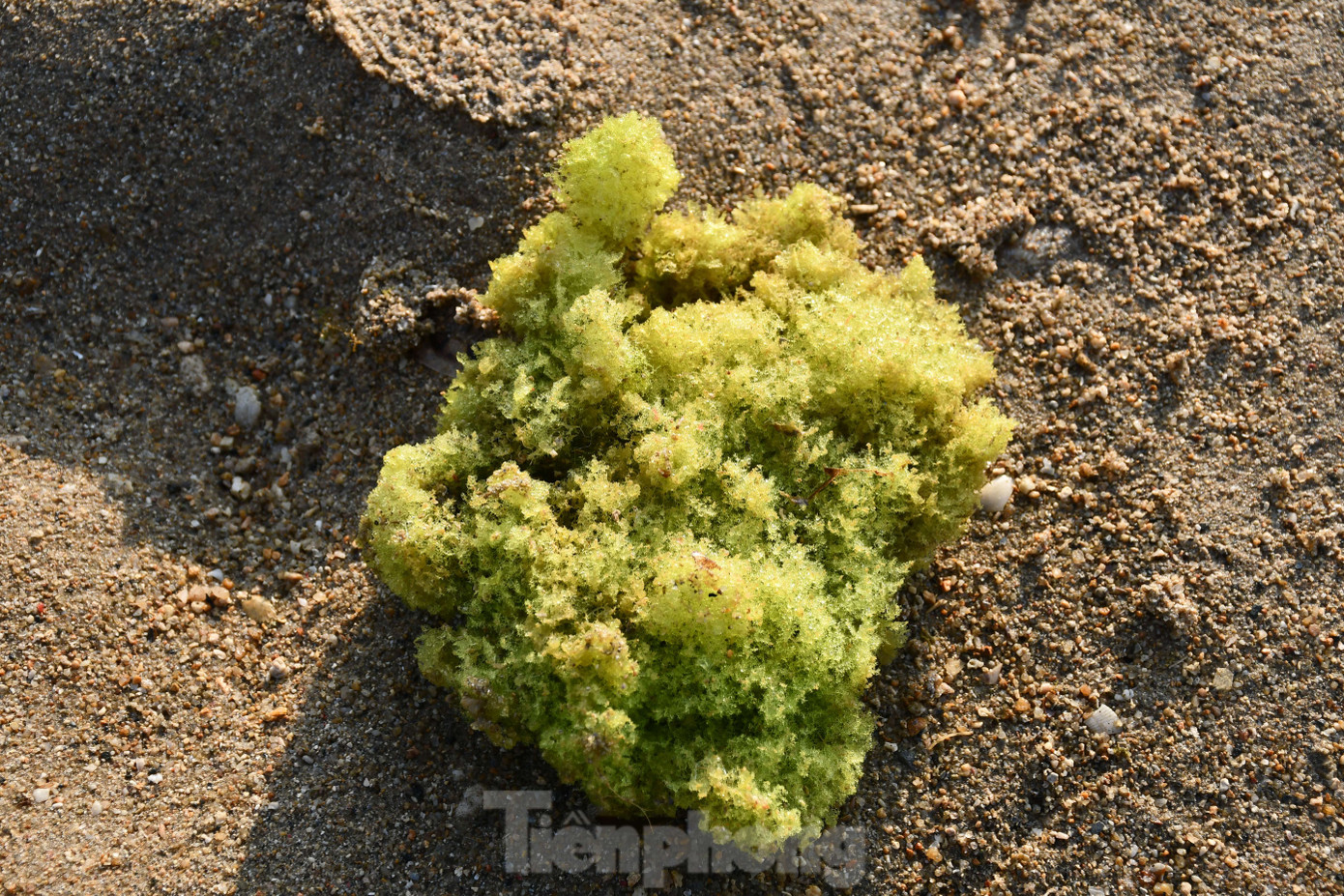 Thủy triều xuống sâu nhất làm lộ rõ những mảng đá san hô phủ đầy rong rêu trải dài xanh biếc. Ngoài ra, dưới những phiến đá vôi là vô số những thực vật, sinh vật biển sinh sống tạo nên khung cảnh bình yên hiếm nơi nào có được.