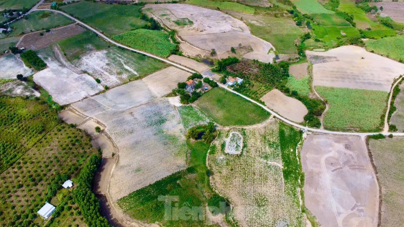 Các vùng nguyên liệu mía ở thị xã Ninh Hòa (Khánh Hòa) đến nay hầu như không còn nhiều diện tích. Các vùng nguyên liệu mía ở thị xã Ninh Hòa (Khánh Hòa) đến nay hầu như không còn nhiều diện tích.