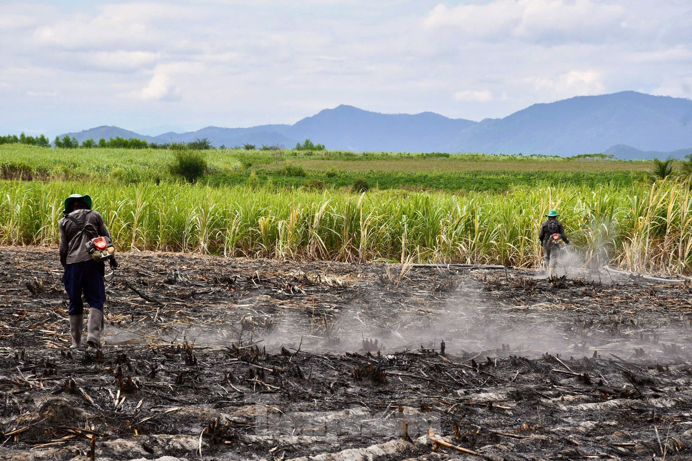 Diện tích mía ở thị xã Ninh Hòa ngày càng thu hẹp, một số nơi người dân quyết định bỏ hoang ruộng mía hoặc bấm bụng chuyển sang trồng các loại cây khác. Diện tích mía ở thị xã Ninh Hòa ngày càng thu hẹp, một số nơi người dân quyết định bỏ hoang ruộng mía hoặc bấm bụng chuyển sang trồng các loại cây khác.