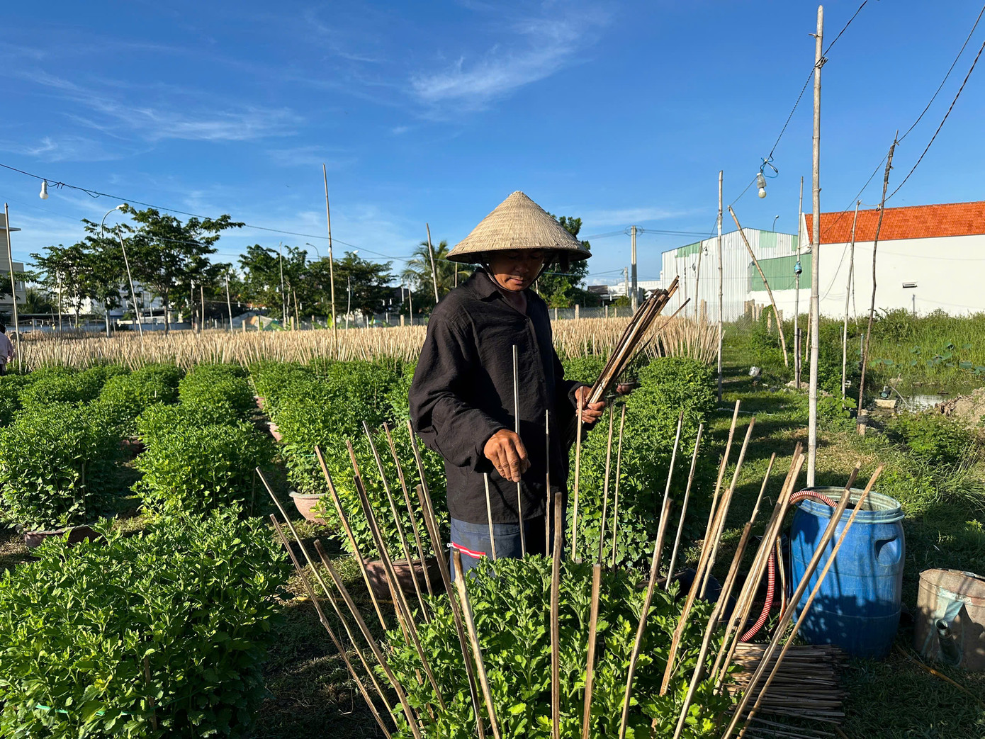 Ông Trần Vệ Quốc (64 tuổi, ở phường Ninh Giang) cho biết, năm nay gia đình trồng hơn 900 gốc hoa cúc trên tổng diện tích hơn 500m2. Những ngày này gia đình ông Quốc đang tất bật xuống giống hoa để phục vụ thị trường Tết.