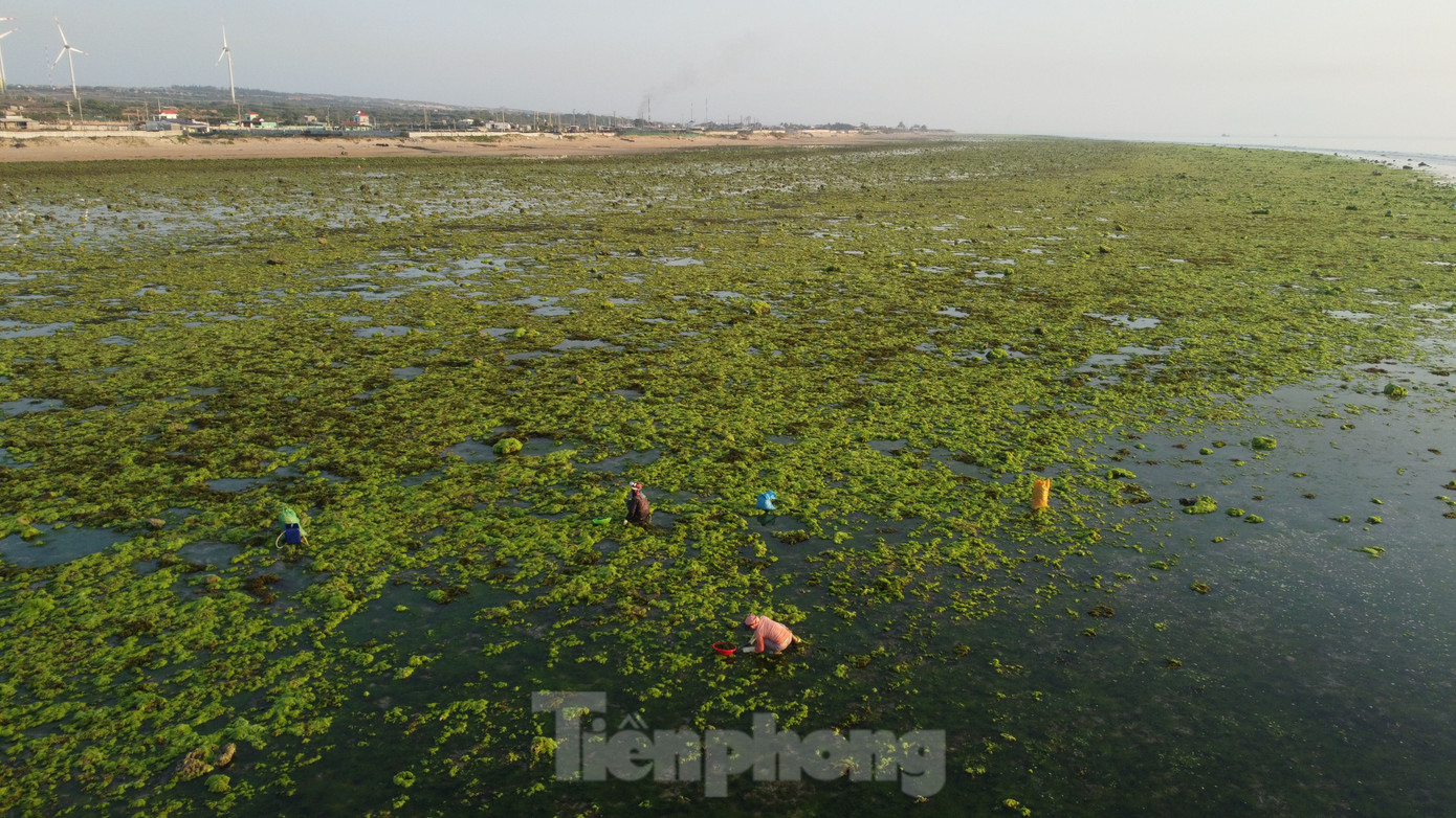 Từ sáng sớm, ngư dân địa phương đã lên đường ra biển khai thác rau câu. Từ sáng sớm, ngư dân địa phương đã lên đường ra biển khai thác rau câu.