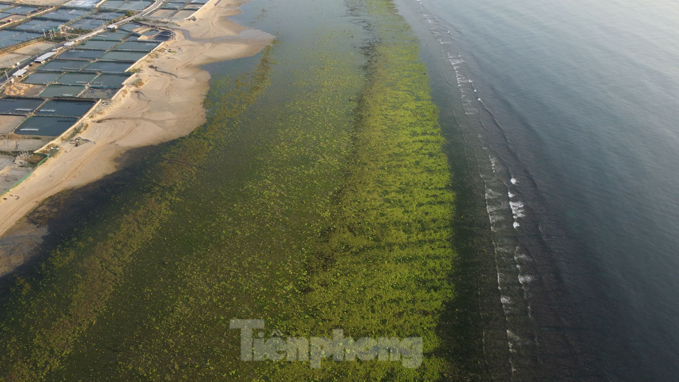Theo người dân địa phương, bãi rêu xanh chỉ xuất hiện đầy đủ từ 5h-9h và 16h-18h hằng ngày. Thời điểm đẹp nhất để chiêm ngưỡng cánh đồng rêu biển này là bắt đầu từ tháng 3 đến tháng 6 trong năm.