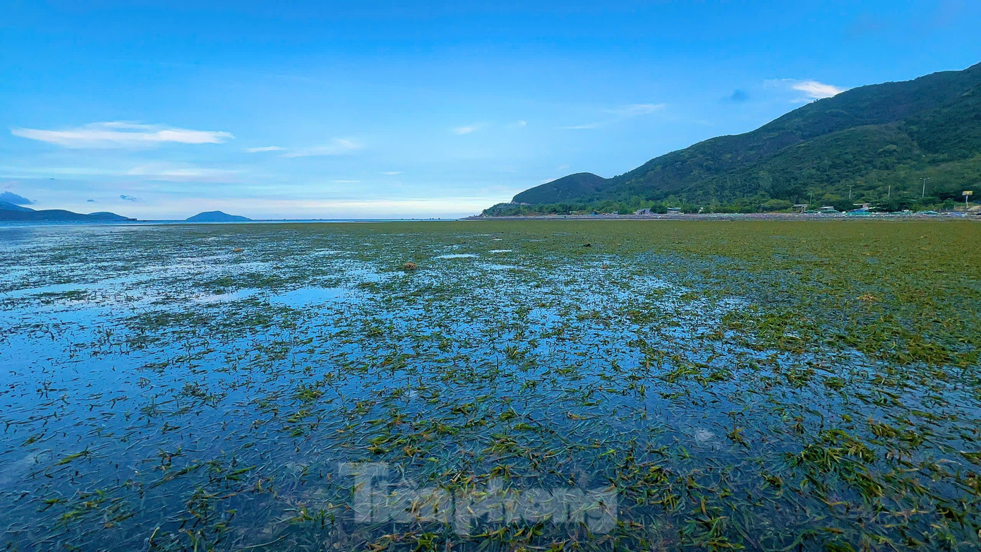 Phải thật tinh mắt, biết phân biệt và nhìn kỹ qua mặt nước mới có thể hái được loại rau câu chân vịt tự nhiên. Phải thật tinh mắt, biết phân biệt và nhìn kỹ qua mặt nước mới có thể hái được loại rau câu chân vịt tự nhiên.