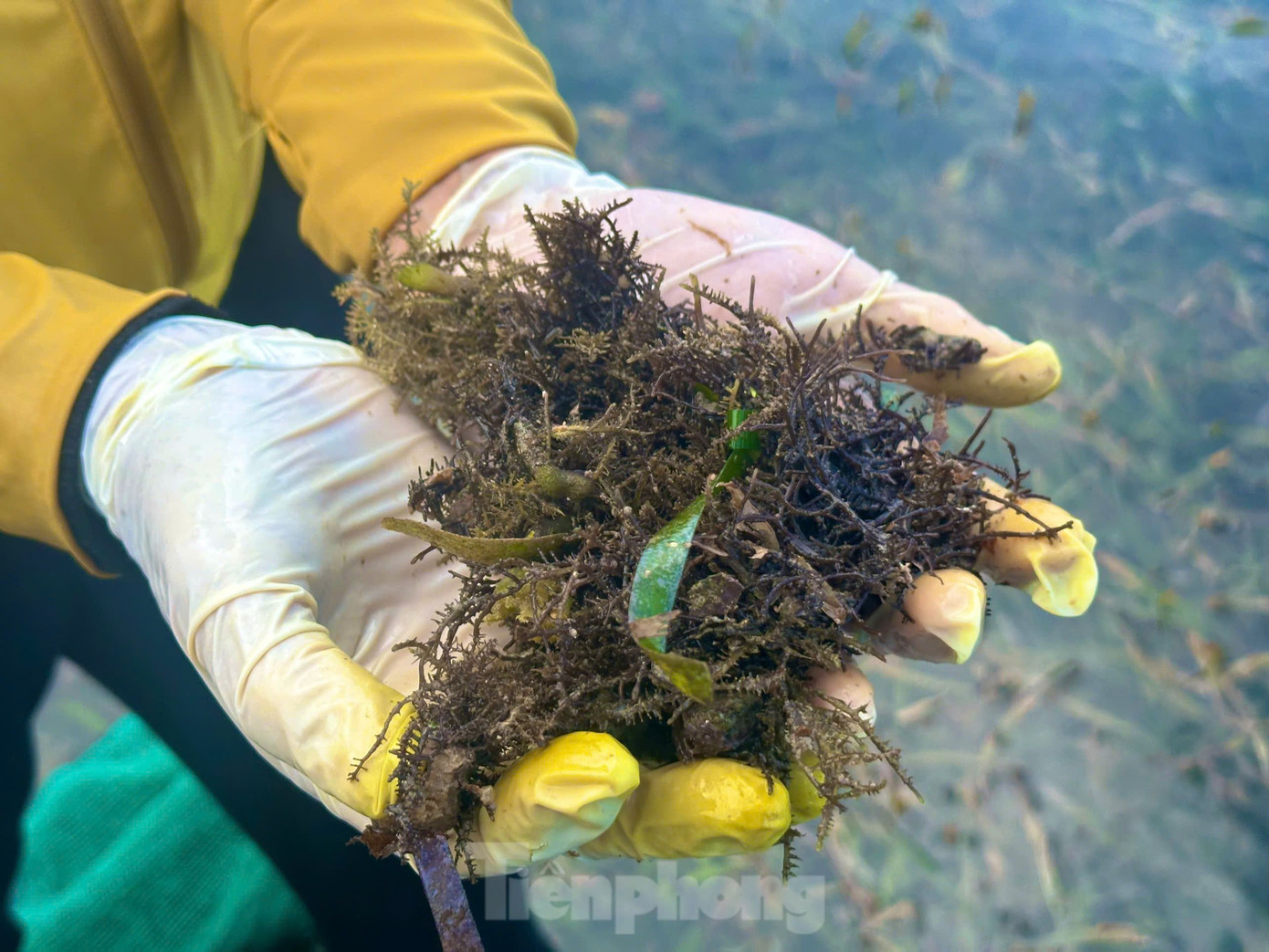 Sau khi hái rau câu chân vịt, người dân chế biến qua nhiều công đoạn để làm ra thành phẩm đem đi tiêu thụ. Sau khi hái rau câu chân vịt, người dân chế biến qua nhiều công đoạn để làm ra thành phẩm đem đi tiêu thụ.