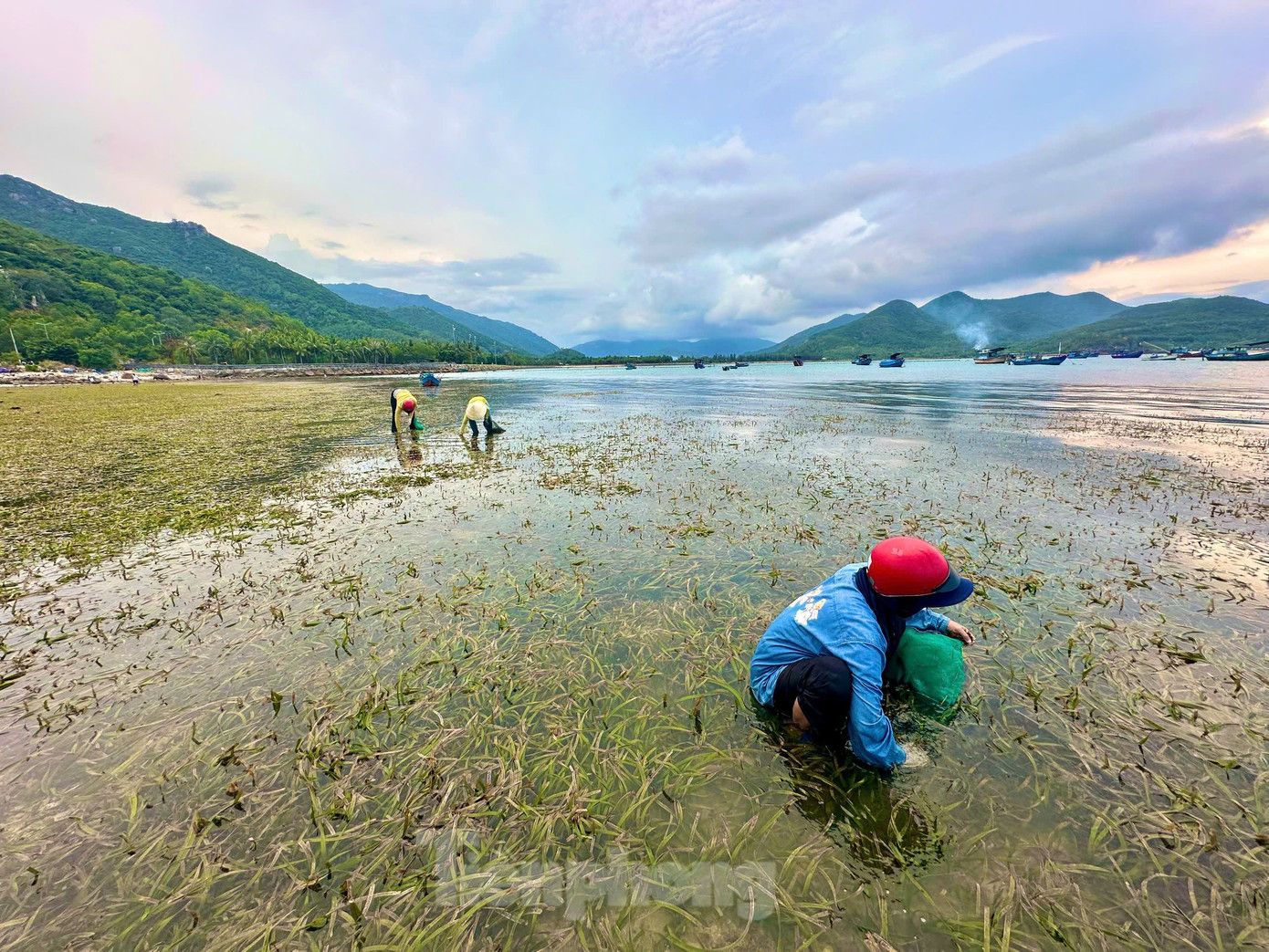 Khi điểm nước rút, người dân ở địa phương đã lên đường ra biển hái "lộc trời cho". Khi điểm nước rút, người dân ở địa phương đã lên đường ra biển hái "lộc trời cho".