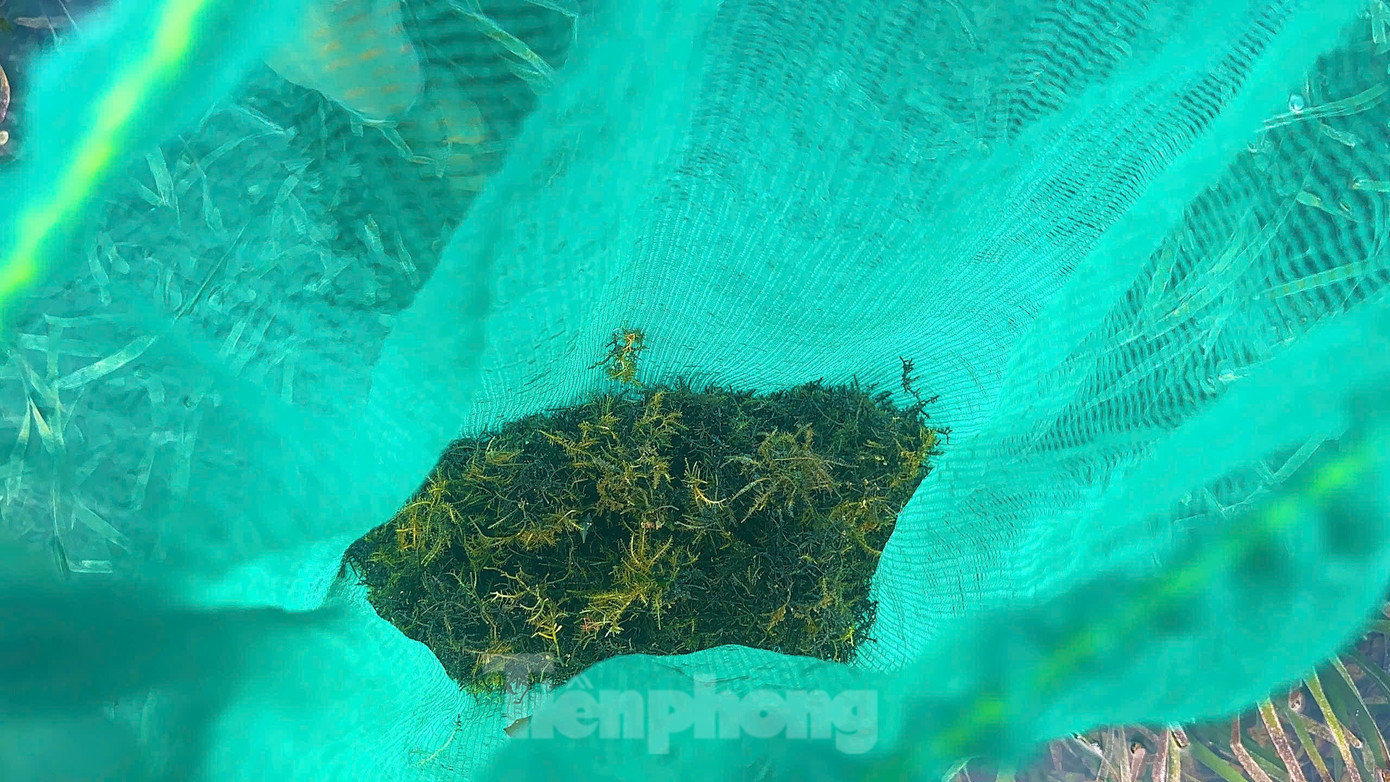 Người dân bán lại cho thương lái rau câu chân vịt với giá từ 1 - 1,2 triệu đồng/kg. Người dân bán lại cho thương lái rau câu chân vịt với giá từ 1 - 1,2 triệu đồng/kg.