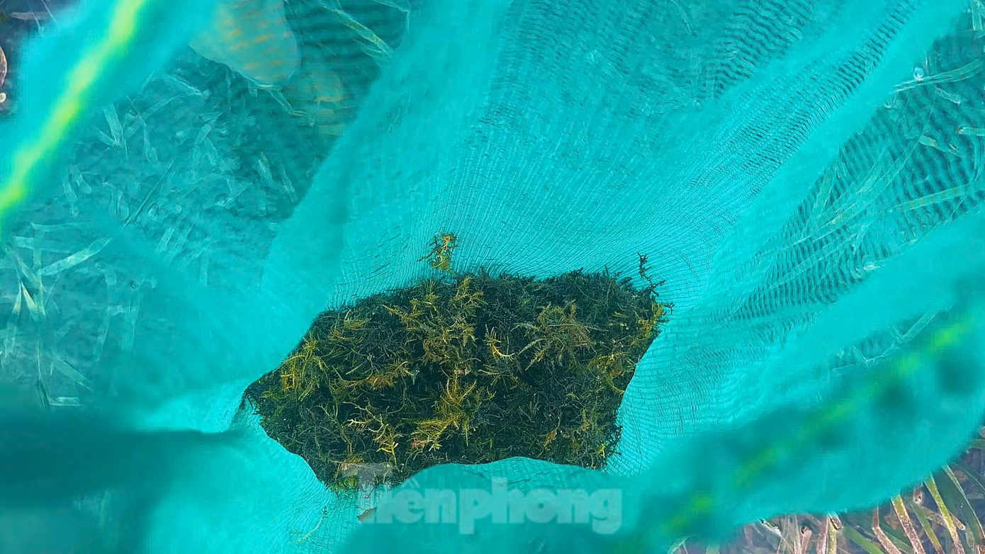 Người dân bán lại cho thương lái rau câu chân vịt với giá từ 1 - 1,2 triệu đồng/kg. Người dân bán lại cho thương lái rau câu chân vịt với giá từ 1 - 1,2 triệu đồng/kg.