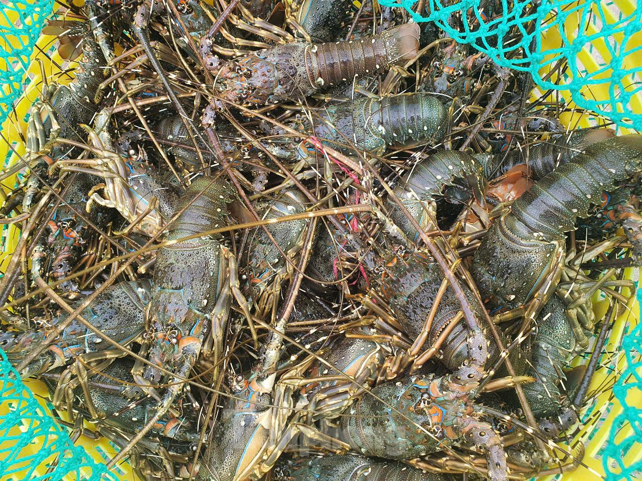 Tôm hùm là đối tượng nuôi biển chủ lực của tỉnh Khánh Hòa.