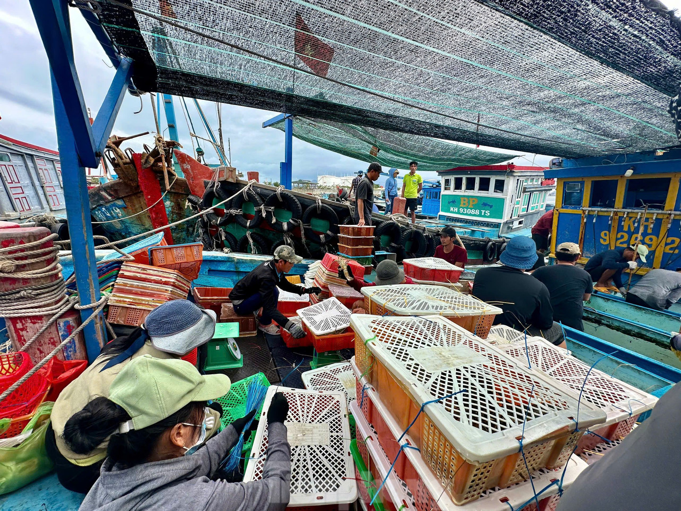 Hiện nay, hơn 80% tôm hùm thương phẩm xuất khẩu sang thị trường Trung Quốc, chủ yếu qua đường tiểu ngạch.