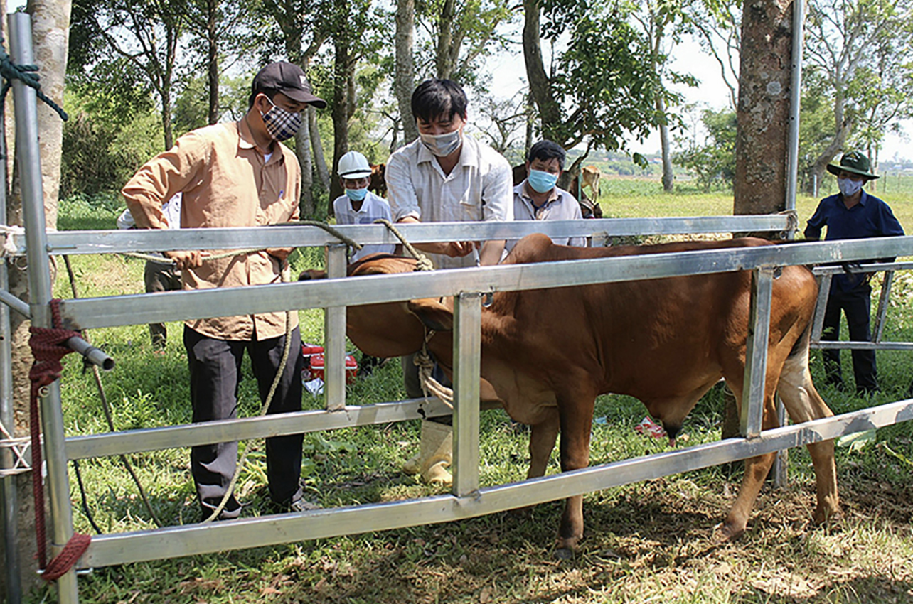 Tiêm phòng dịch bệnh cho bò. Tiêm phòng dịch bệnh cho bò.