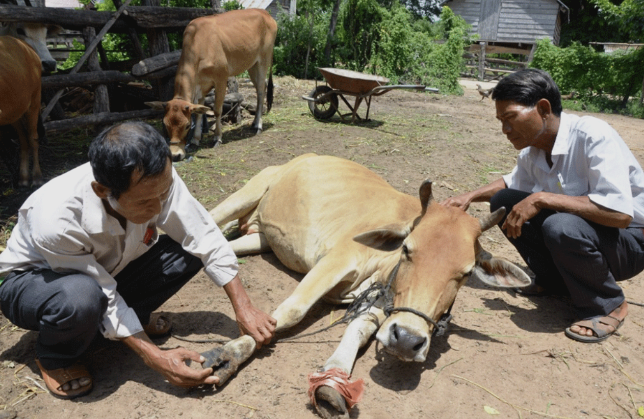 Bò bị bệnh LMLM. Bò bị bệnh LMLM.
