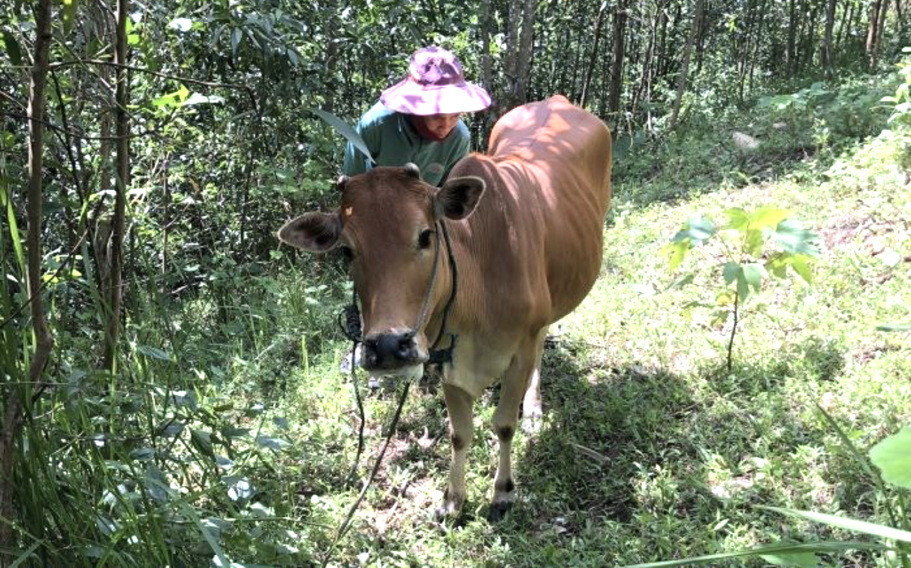 Bò ở xã Húc, huyện Hướng Hóa mắc bệnh LMLM. Bò ở xã Húc, huyện Hướng Hóa mắc bệnh LMLM.