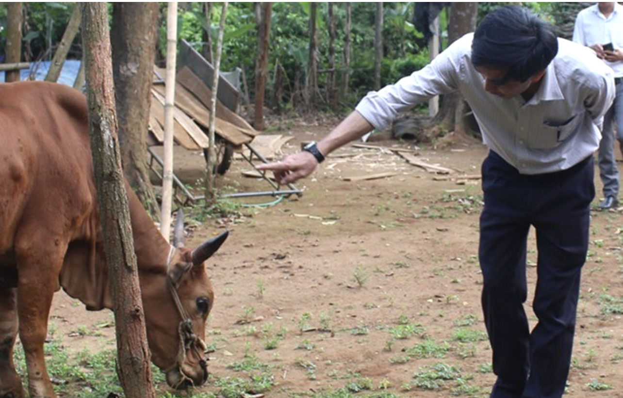 Cán bộ Thú y Quảng Trị kiểm tra bò bị LMLM. Cán bộ Thú y Quảng Trị kiểm tra bò bị LMLM.