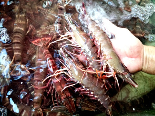 Du khách nước ngoài bị chặt chém 1,5 triệu đồng/kg tôm sú ảnh 1