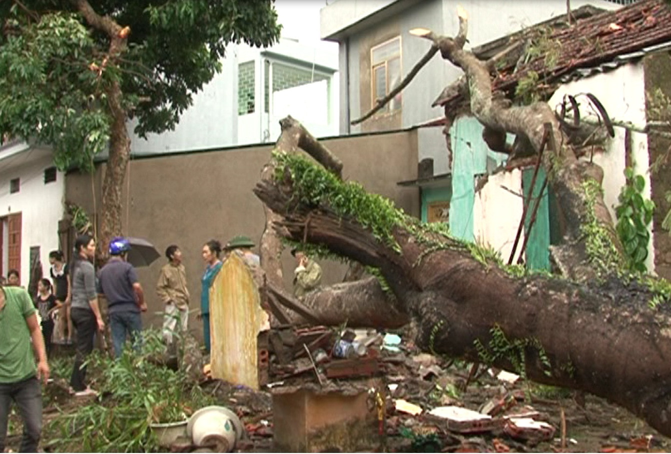 Người dân dọn dẹp cây đổ sau bão