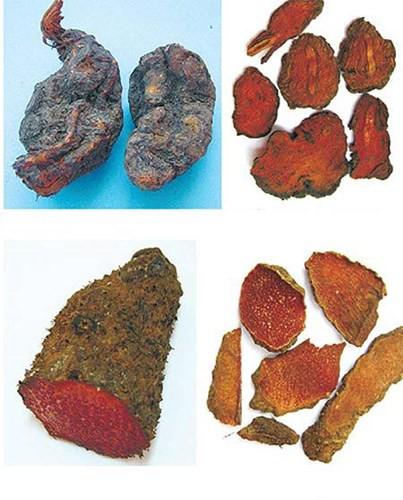 Hà thủ ô đỏ: Là loại thảo dược quý hiếm, mọc ở vùng núi phía Tây Bắc, nơi khí hậu trong lành, thuần khiết. Hà thủ ô đỏ vốn nổi tiếng bởi tác dụng thần kì: làm đen râu tóc, đẹp da, ngoài ra còn có tác dụng bồi bổ can thận, dưỡng huyết tư âm, nhuận tràng và giải độc