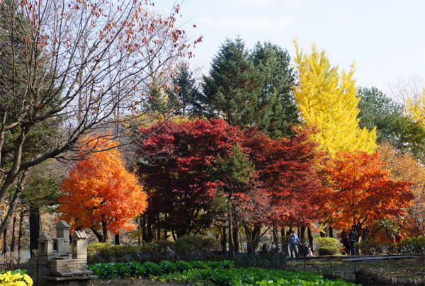  Đảo Nami vào mùa thu rực rỡ sắc màu khi cây cối đủ sắc xanh, đỏ, vàng, cam..