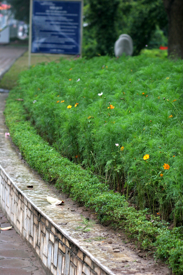 Trơ lại mỗi cành lá
