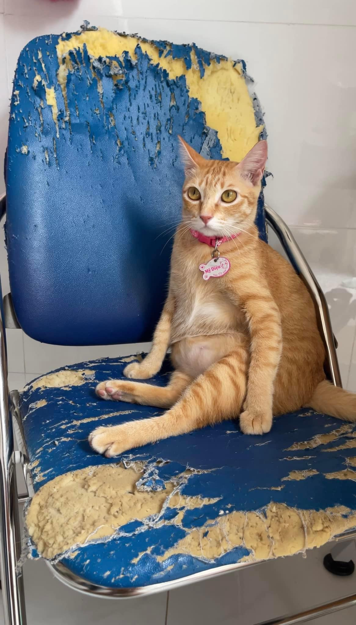 Chân dung "idol Tóp Tóp" Mỹ Diệu. Ảnh: TikTok Vitamin Mèo. Chân dung "idol Tóp Tóp" Mỹ Diệu. Ảnh: TikTok Vitamin Mèo.