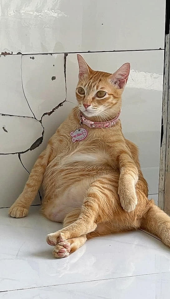 Dáng ngồi làm nên thương hiệu Mỹ Diệu. Ảnh: TikTok Vitamin Mèo. Dáng ngồi làm nên thương hiệu Mỹ Diệu. Ảnh: TikTok Vitamin Mèo.