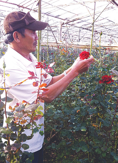 Nghệ nhân Nguyễn Công Hóa ở làng hoa Vạn Thành