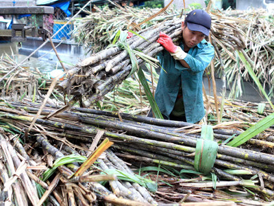 Nông dân lãi 460 đồng/kg mía, còn doanh nghiệp lãi 1.800 đồng/kg đường tại nhà máy. Ảnh: Gia Thọ. Nông dân lãi 460 đồng/kg mía, còn doanh nghiệp lãi 1.800 đồng/kg đường tại nhà máy Ảnh: Gia Thọ