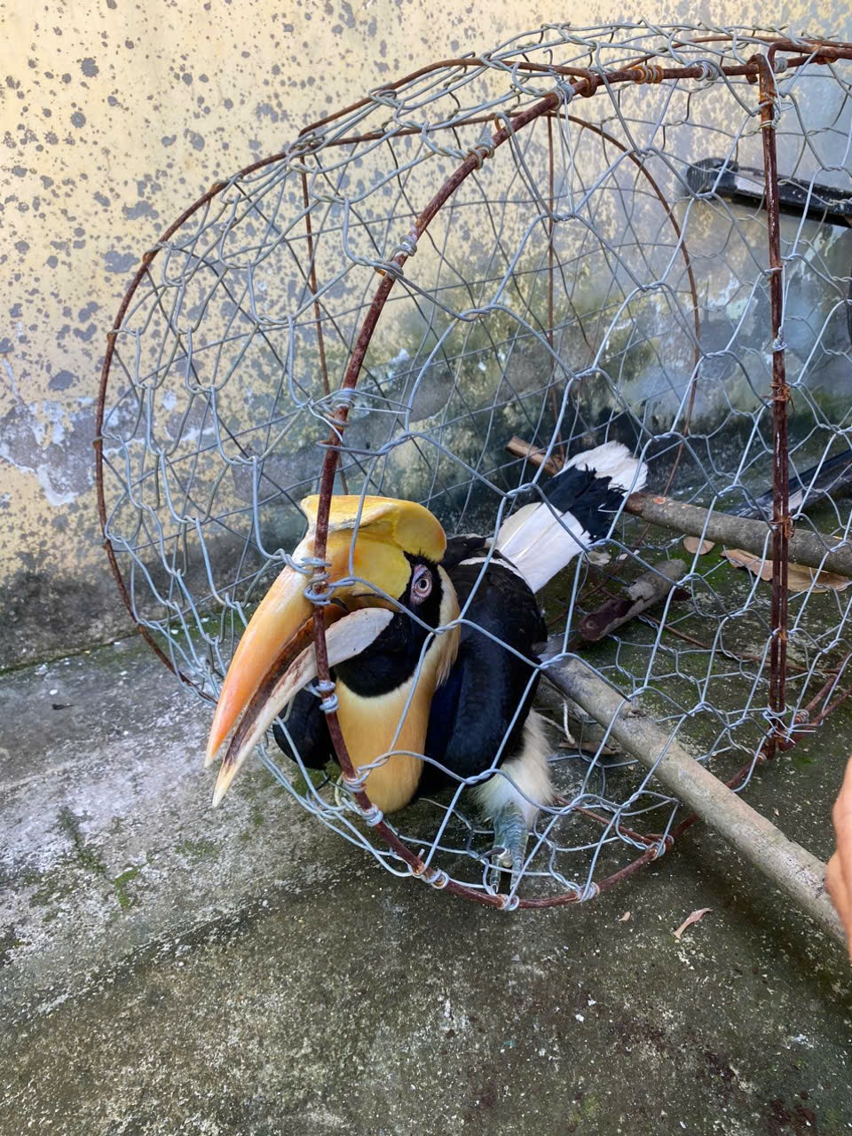 Lực lượng chức năng bắt thành công chim hồng hoàng, đánh giá sức khỏe trước khi tái thả về tự nhiên Ảnh: CTV