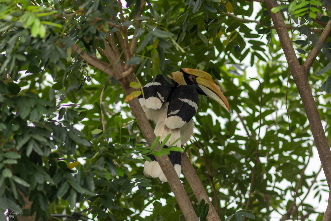 Cá thể chim hồng hoàng nặng khoảng 1,5kg thường xuyên bay về đậu tại khu dân cư khu phố 4, phường Tân Hạnh Ảnh: Lam Jang