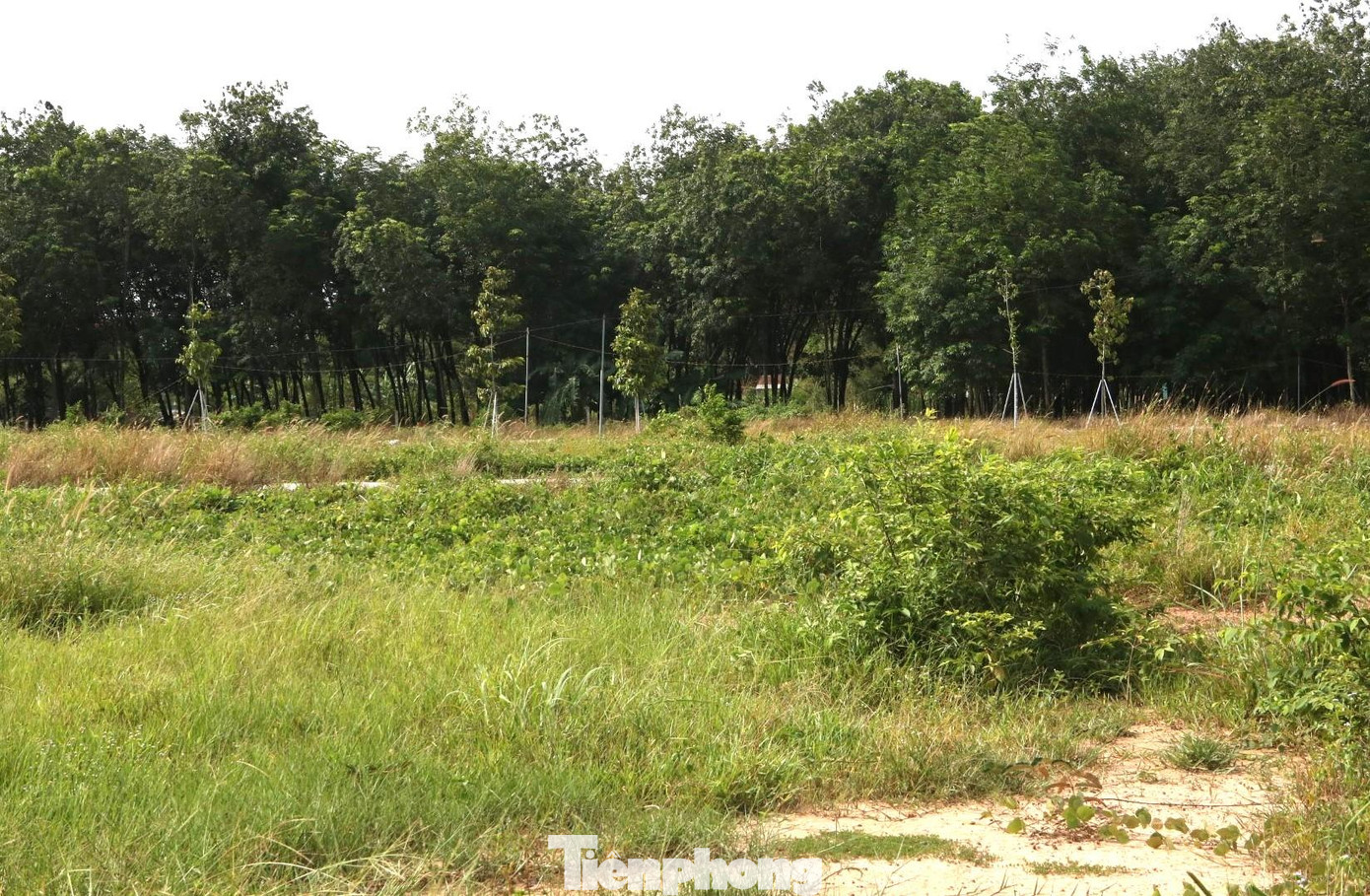 Công an tỉnh Bình Dương xác định, Lô Thị Loan cùng chồng là Châu Minh Sơn chỉ mới tiến hành làm thủ tục đặt cọc chuyển nhượng quyền sử dụng đất, chưa lập thủ tục chuyển nhượng về đất đai, thủ tục đầu tư Khu dân cư nhưng đã vẽ dự án không có thật, ký Hợp đồng môi giới độc quyền với Công ty Địa ốc Đất Việt để chuyển nhượng cho người dân, chiếm đoạt số tiền là hơn 100 tỉ đồng. Đồng thời đã chuyển nhượng 41 lô cho 19 người dân chiếm đoạt số tiền gần 27,5 tỉ đồng. Mới đây, Công an Bình Dương đã khởi tố bị can, bắt tạm giam Lô Thị Loan cùng chồng là Châu Minh Sơn để điều tra.