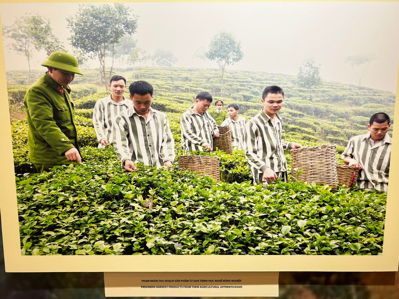 Phạm nhân thu hoạch nông sản từ quá trình học nghề nông nghiệp. Ảnh: Triển lãm APCCA. Phạm nhân thu hoạch nông sản từ quá trình học nghề nông nghiệp. Ảnh: Triển lãm APCCA.