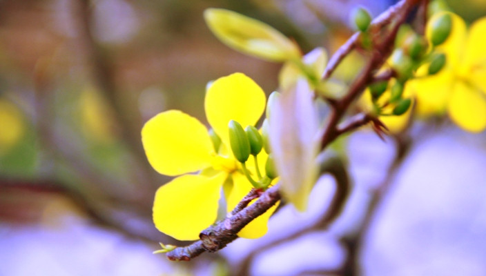 Một trong những điểm nhấn của đường hoa Xuân chính là những sắc mai vàng- loài cây mang đặc trưng Tết của người Đà Nẵng, miền Trung