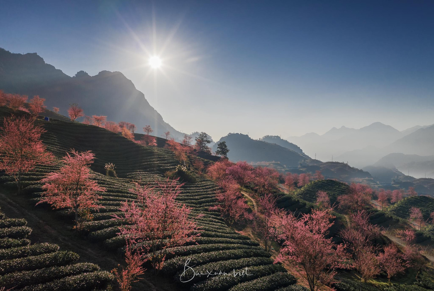 Cảnh đẹp thiên nhiên hiền hòa trên đồi chè Ô Quy Hồ, Sa Pa.