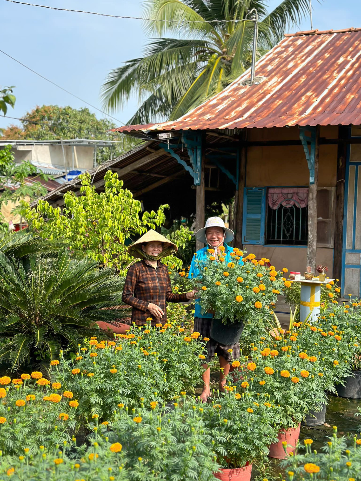Ba mẹ Tình dành nhiều tháng trước Tết để chăm bón cho vườn hoa trước sân nhà.