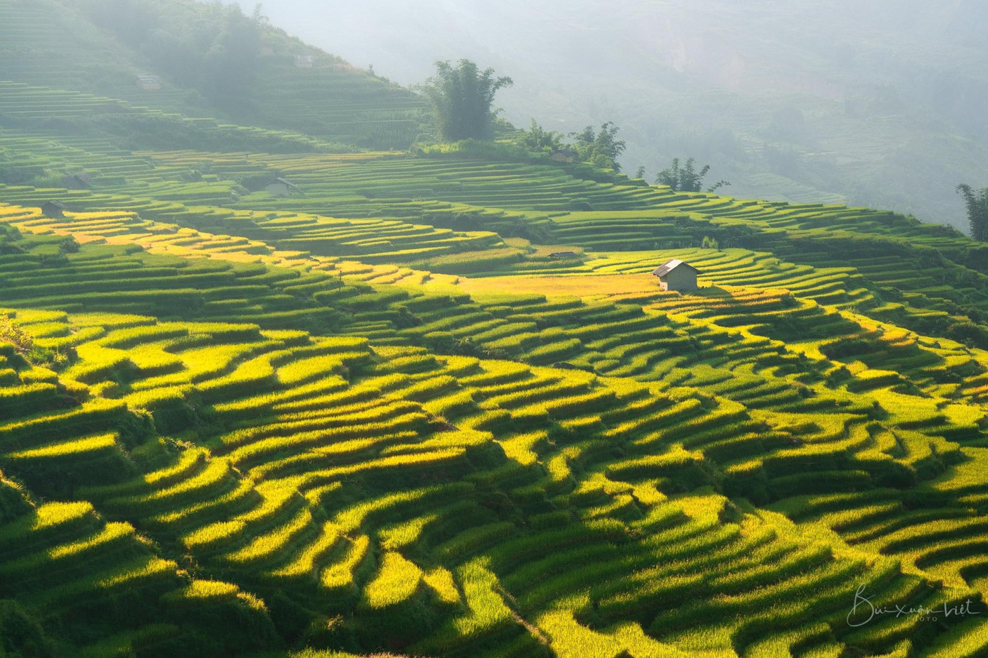 Mùa lúa chín trên những cánh đồng