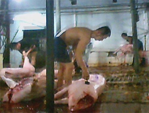 Thợ mổ đang "kiểm dịch" thay cán bộ thú y. Ảnh: Hoài Nam Thợ mổ đang